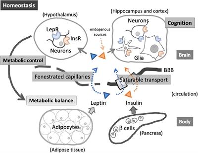 Infection and Immunometabolism in the Central Nervous System: A Possible Mechanistic Link Between Metabolic Imbalance and Dementia